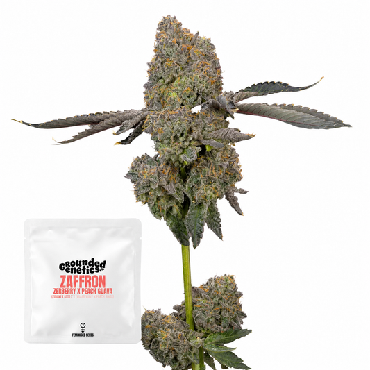 Zaffron (Zerberry x Peach Guava)  Grounded Genetics