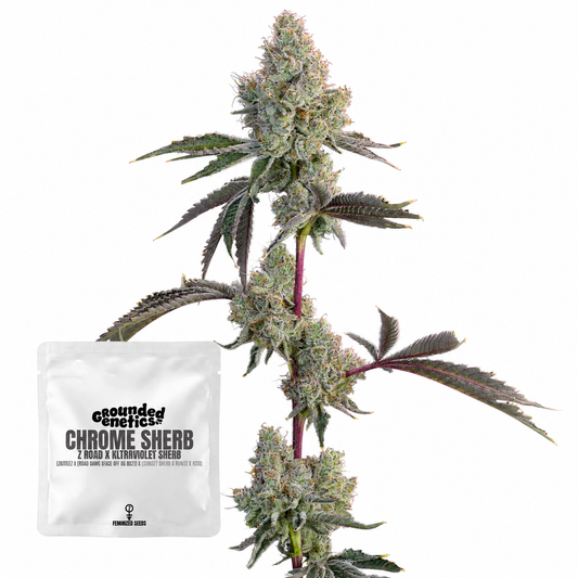 Chrome Sherb (ZRoad x Ultraviolett Sherb)  Grounded Genetics