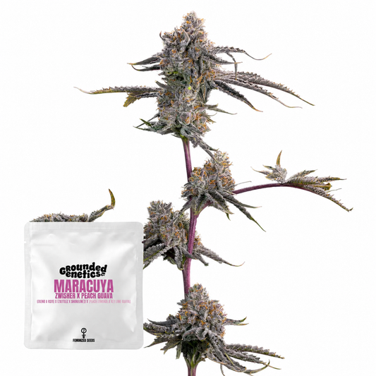 Maracuyá (Zwisher x Peach Guava)  Grounded Genetics