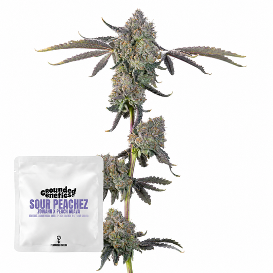 Sour Peachez (Zowahh x Peach Guava)  Grounded Genetics