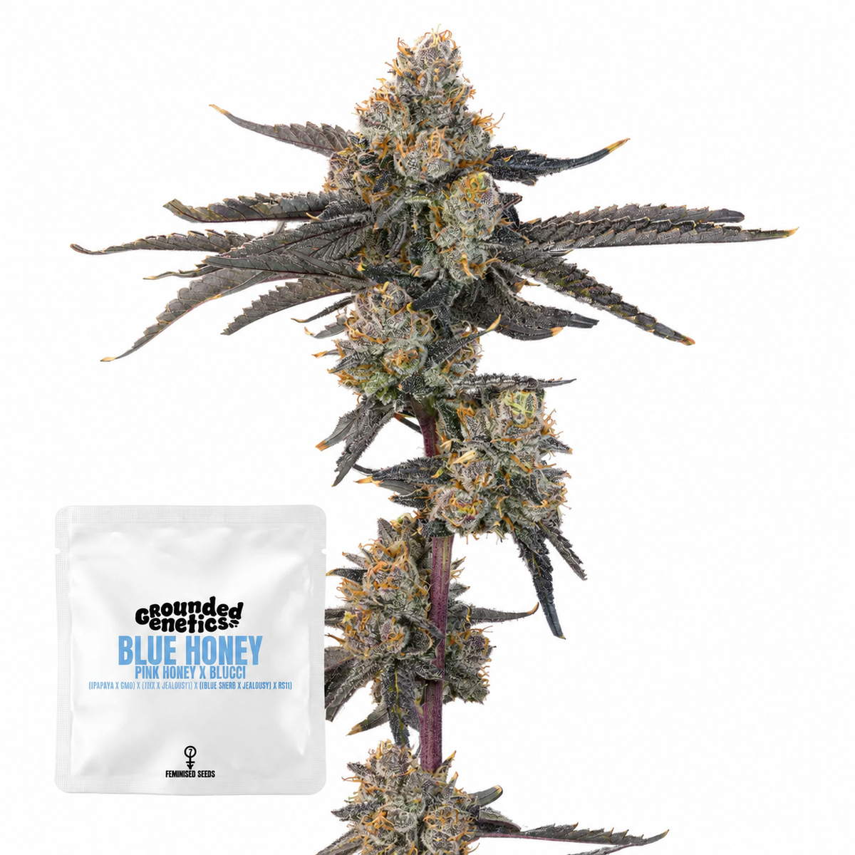 Blue Honey (Pink Honey x Blucci) Grounded Genetics