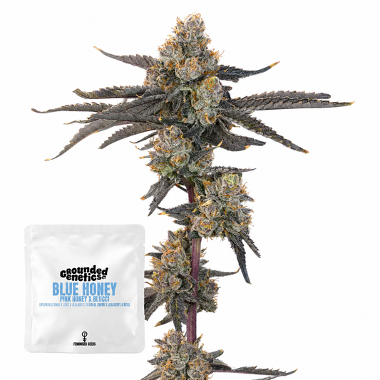 Blue Honey (Pink Honey x Blucci) Grounded Genetics