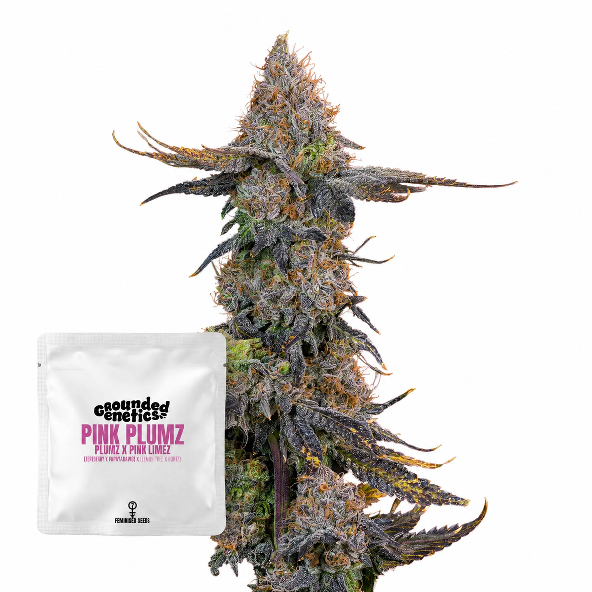 Pink Plumz (Plums x Pink Limes)  Grounded Genetics