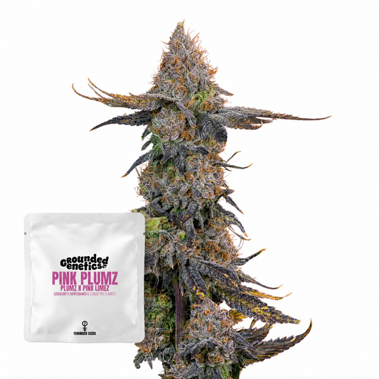 Pink Plumz (Plums x Pink Limes)  Grounded Genetics