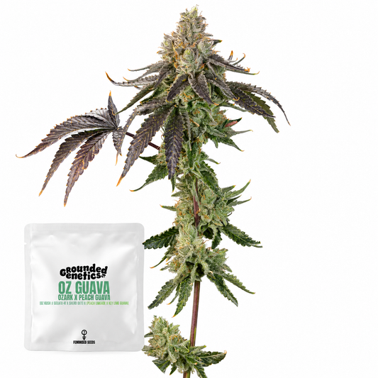 OZ Guava (Ozark x Peach Guava)   Grounded Genetics