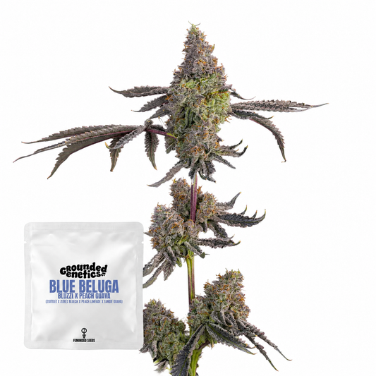 Blue Beluga (Bluzzi x Peach Guava)   Grounded Genetics