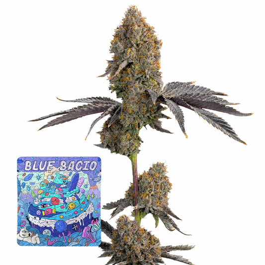 Blue Buccio (Blue Sherb x Buccio) Grounded Genetics