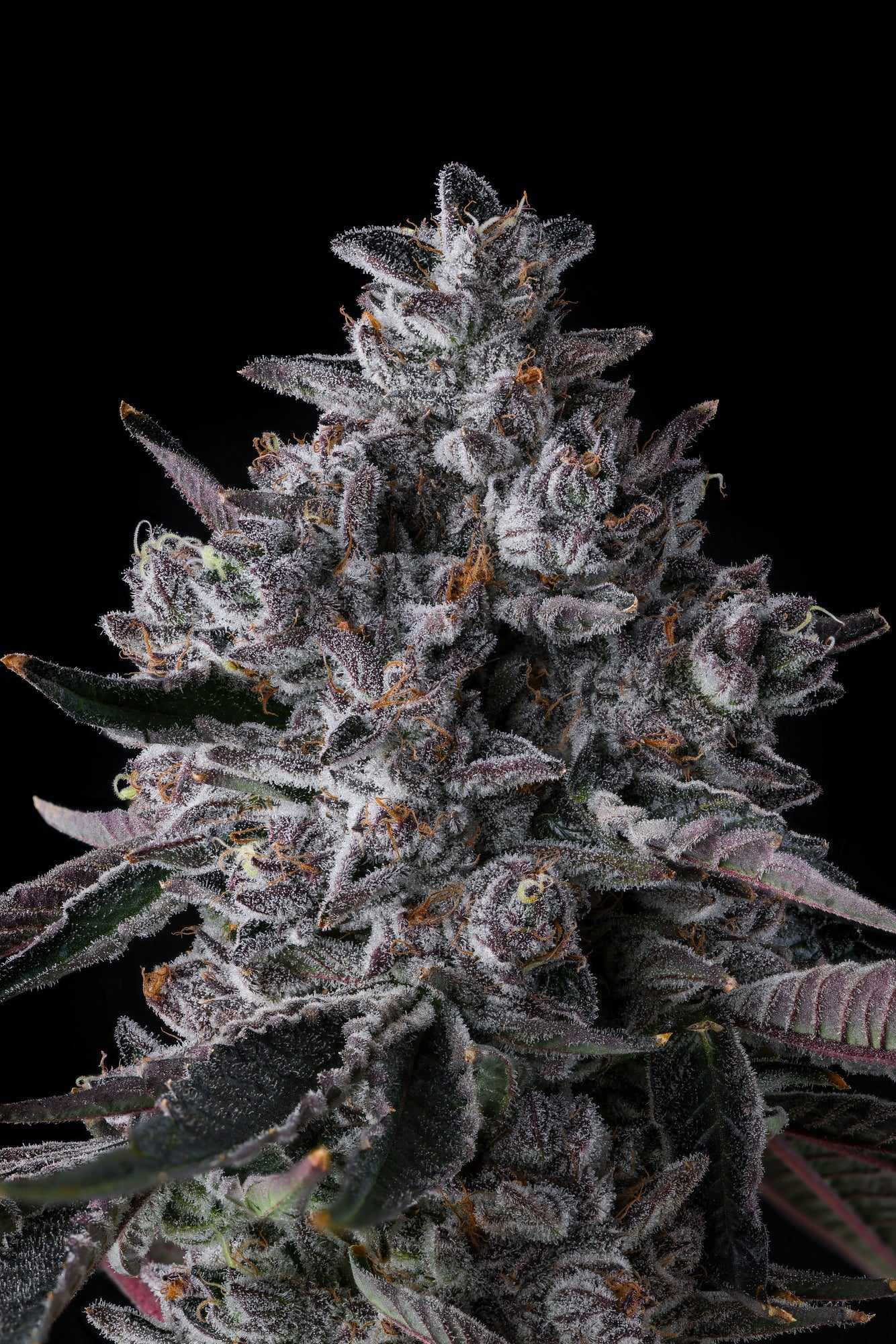 Chrome Dome - Compound Genetics
