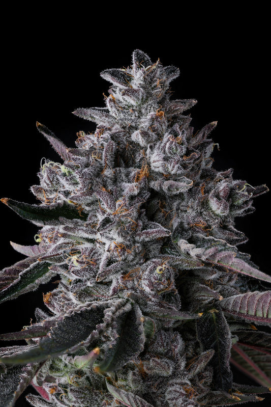 Chrome Dome - Compound Genetics