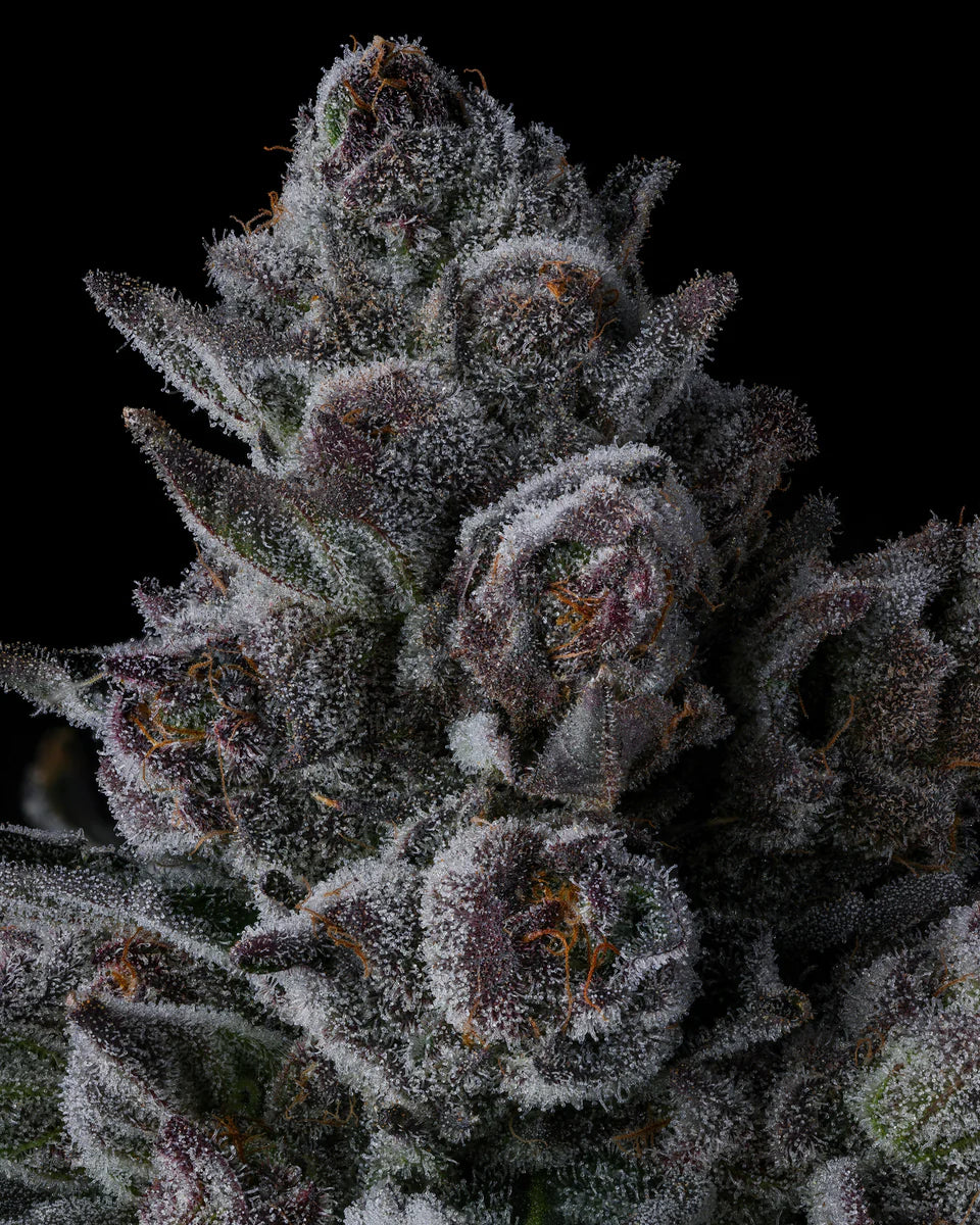Old Money - Compound Genetics