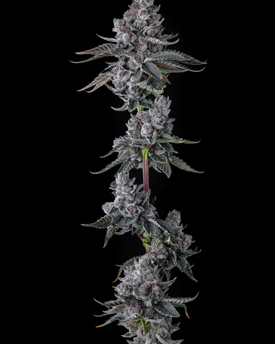 Old Money - Compound Genetics