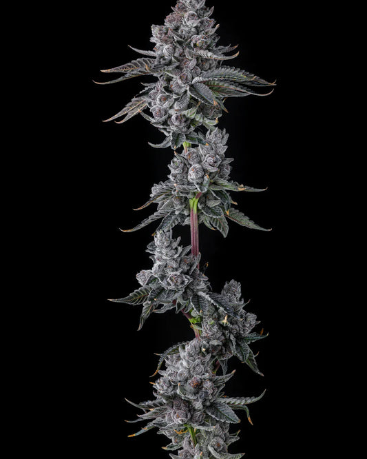 Bulls Eyes - Compound Genetics