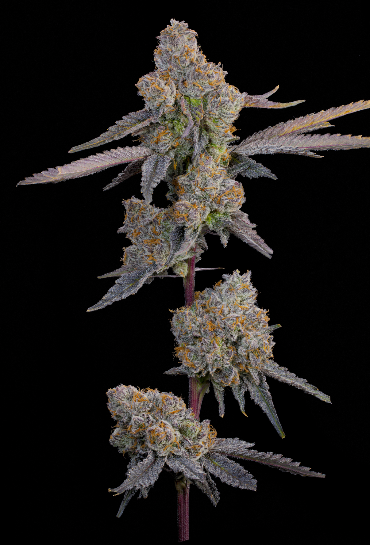 Lime Zoda (Tropical Limes x Peach Guava) Grounded Genetics