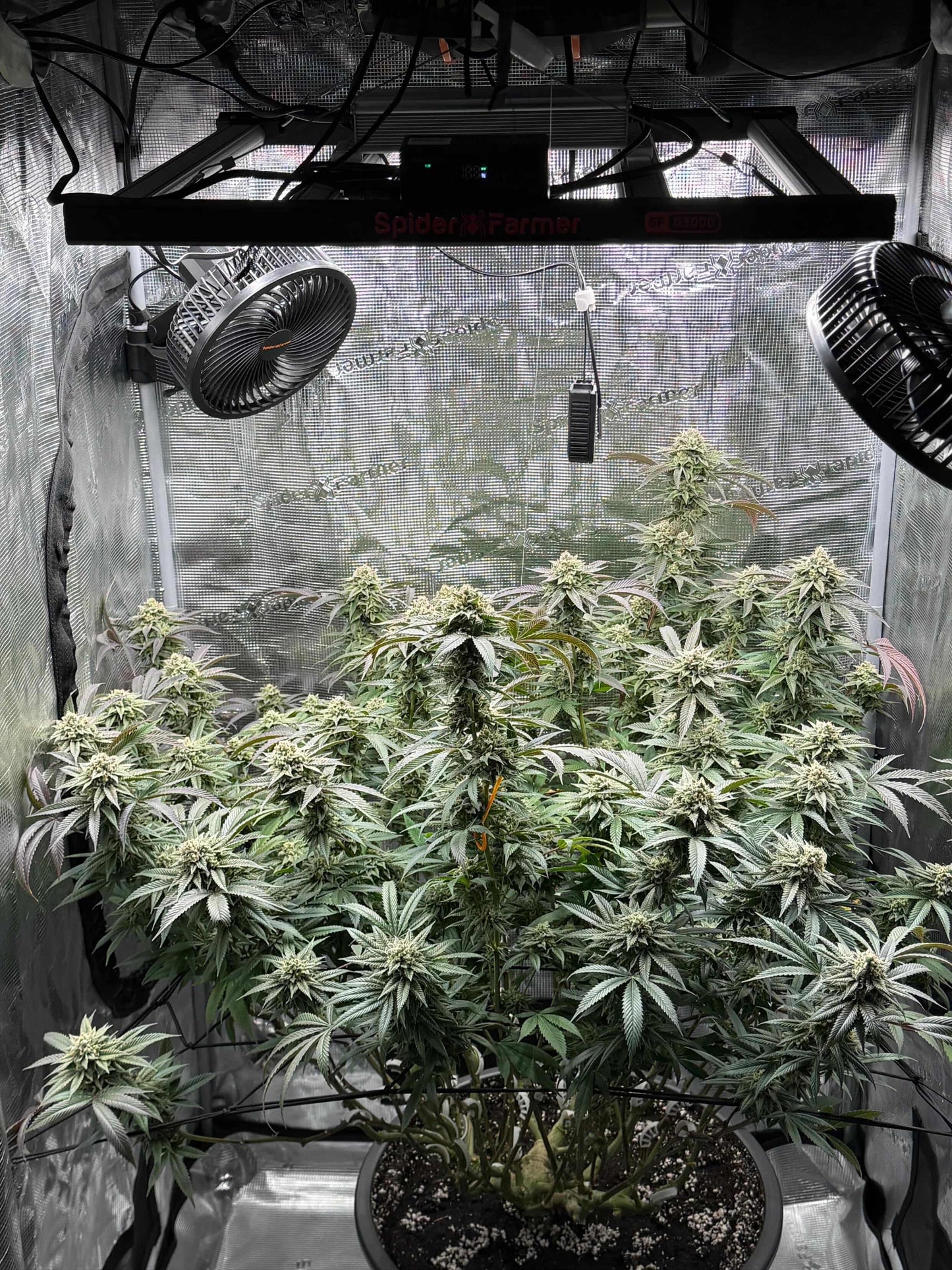 Melon Payton - ( Gary Payton x Fresca Melon) Gas Co. Genetics