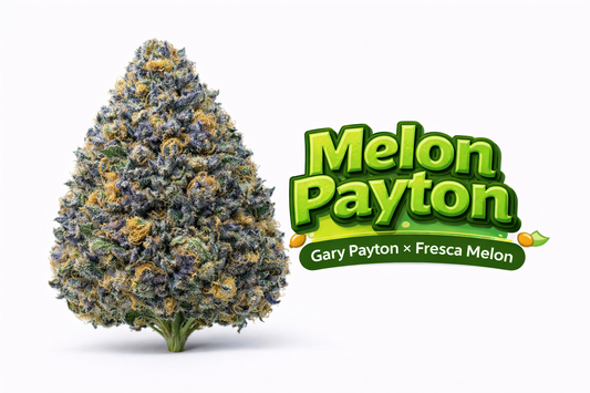 Melon Payton - ( Gary Payton x Fresca Melon) Gas Co. Genetics