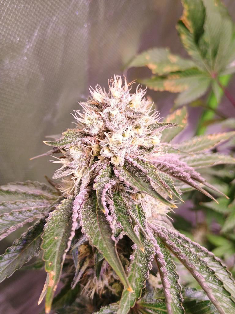 Cali Pack Seed Bundle - Gas Co. Genetics Pre Order