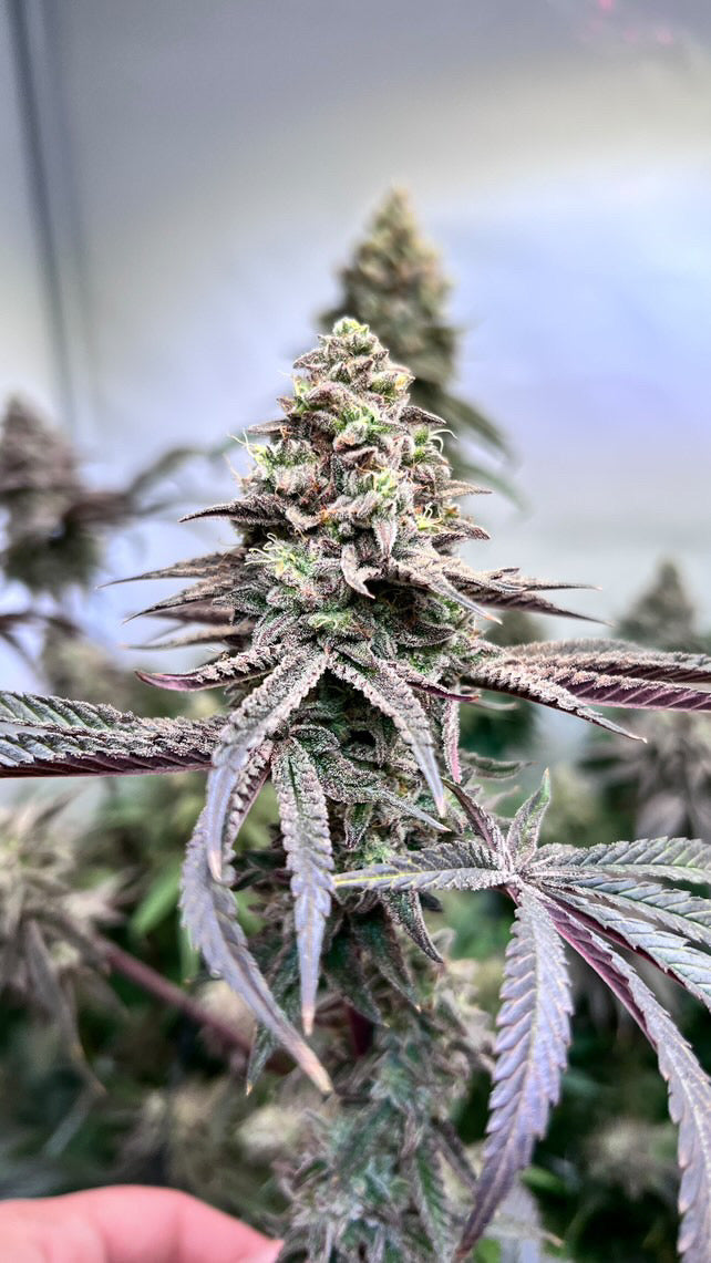 Cali Pack Seed Bundle - Gas Co. Genetics Pre Order