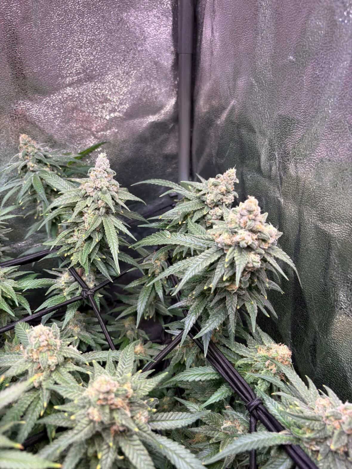 Seed Adventskalender