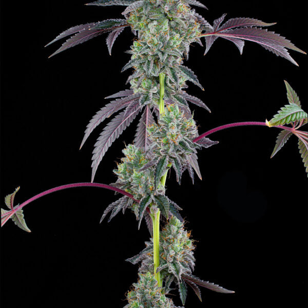 Blucci OG(SFV OG x Triangle Kush bx2) x Blucci