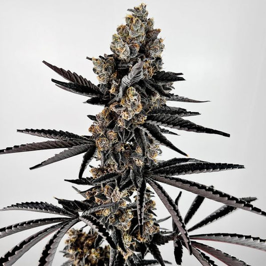 Planet Sherb by Exotic Genetix