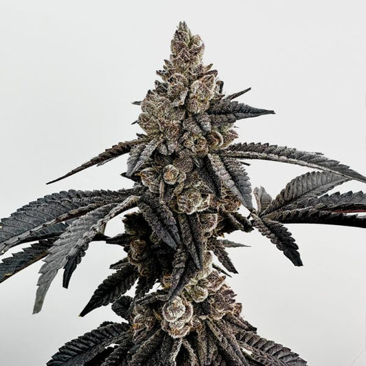 Primetime by Exotic Genetix