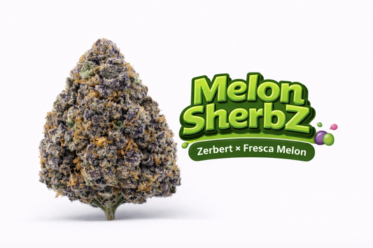Melon Sherbz - (Zerbert x Fresca Melon) Gas Co. Genetics