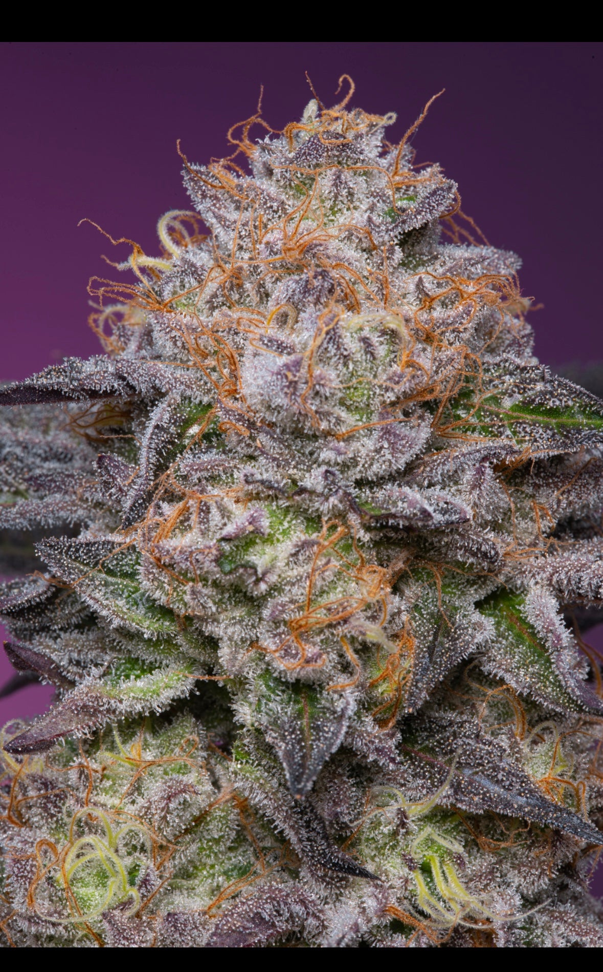 Grounded Genetics - LIME DRIZZLE