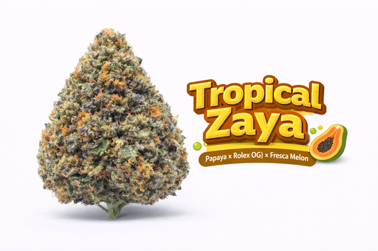 Tropical Zaya - ( Papaya x Rolex OG) x Fresca Melon) Gas Co. Genetics