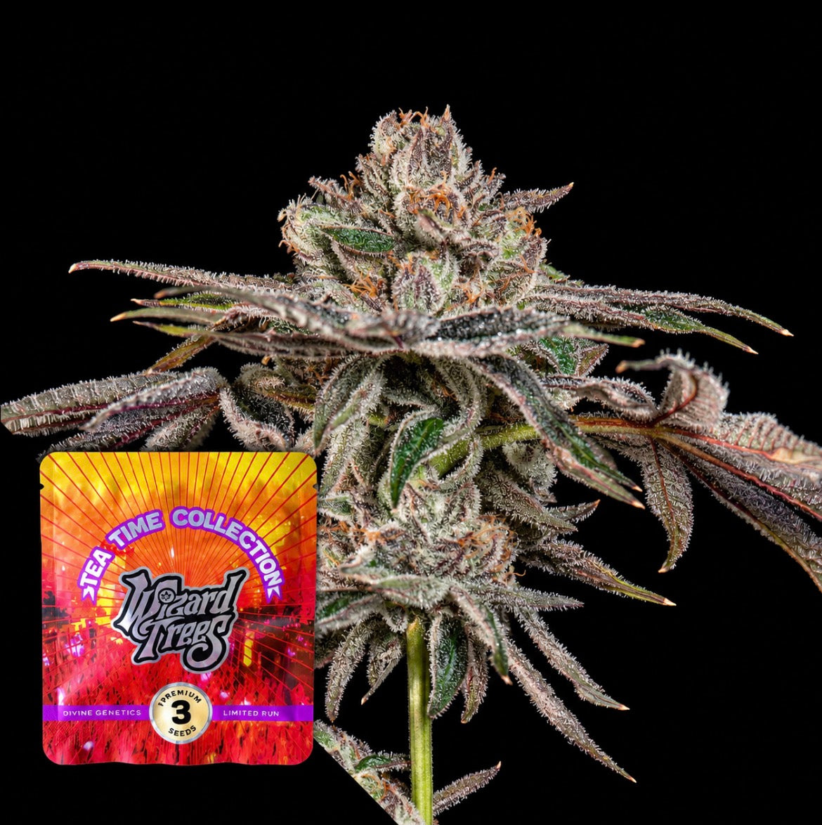 Wizard Tree - P'S & Z'S (Super Runtz x Tea Time)