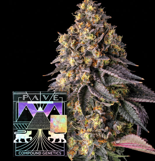 Kumamotoz - Compound Genetics feminisierte Premium Cannabis Samen