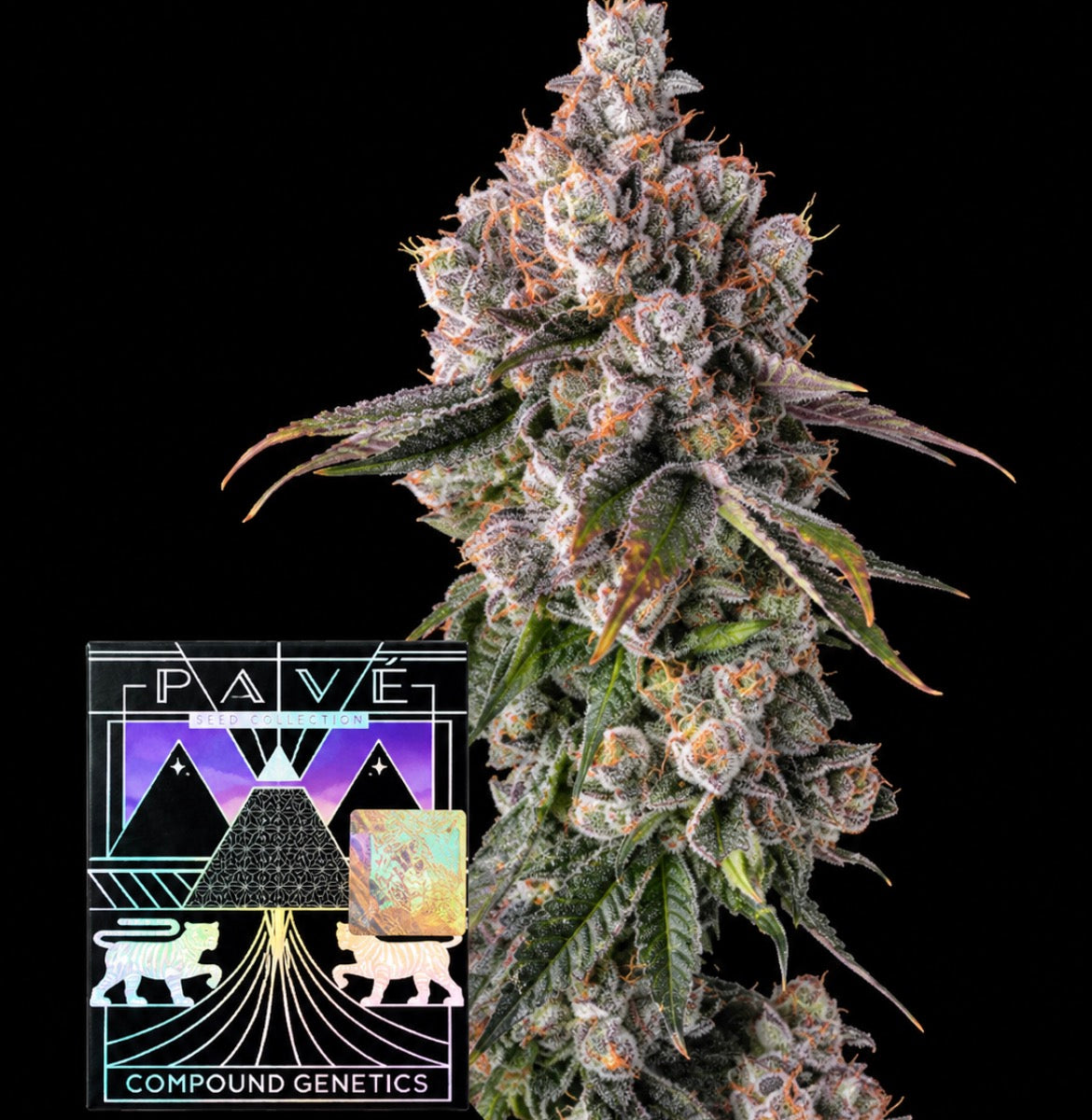 90 Proof - Compound Genetics feminisierte Premium Cannabis Samen