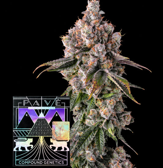 90 Proof - Compound Genetics feminisierte Premium Cannabis Samen