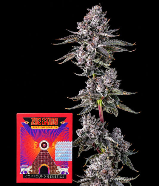 Old Money - Compound Genetics