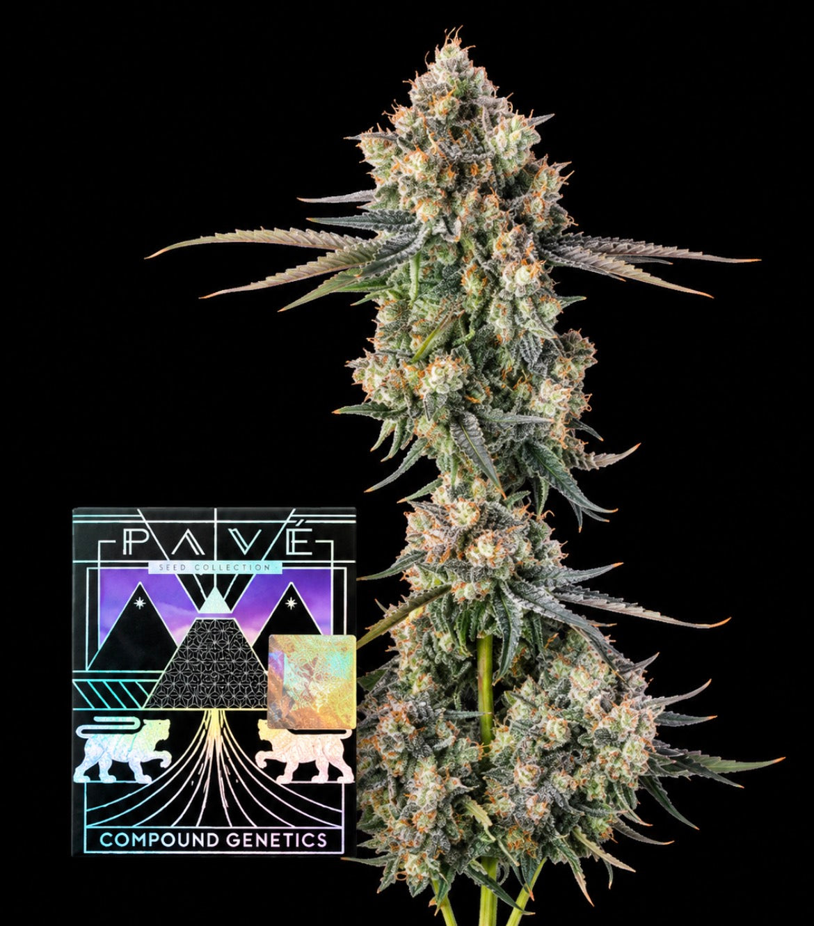 Zhampagne - Compound Genetics feminisierte Premium Cannabis Samen