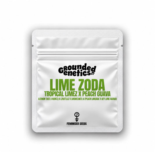 Lime Zoda (Tropical Limes x Peach Guava) Grounded Genetics
