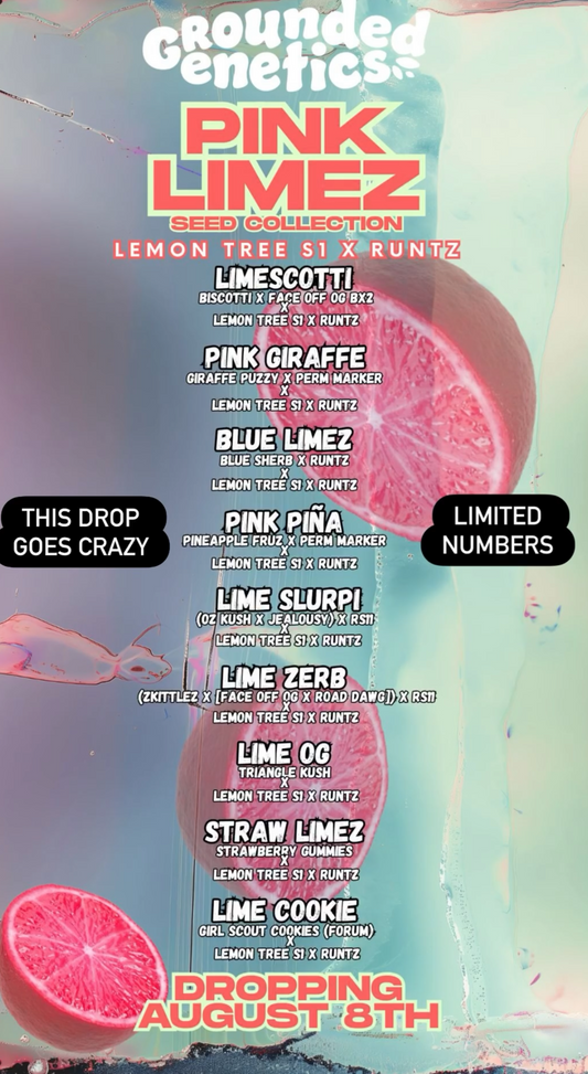Pink Limez - Lemon Tree S1 x Runtz Grounded Genetics LTD DROP
