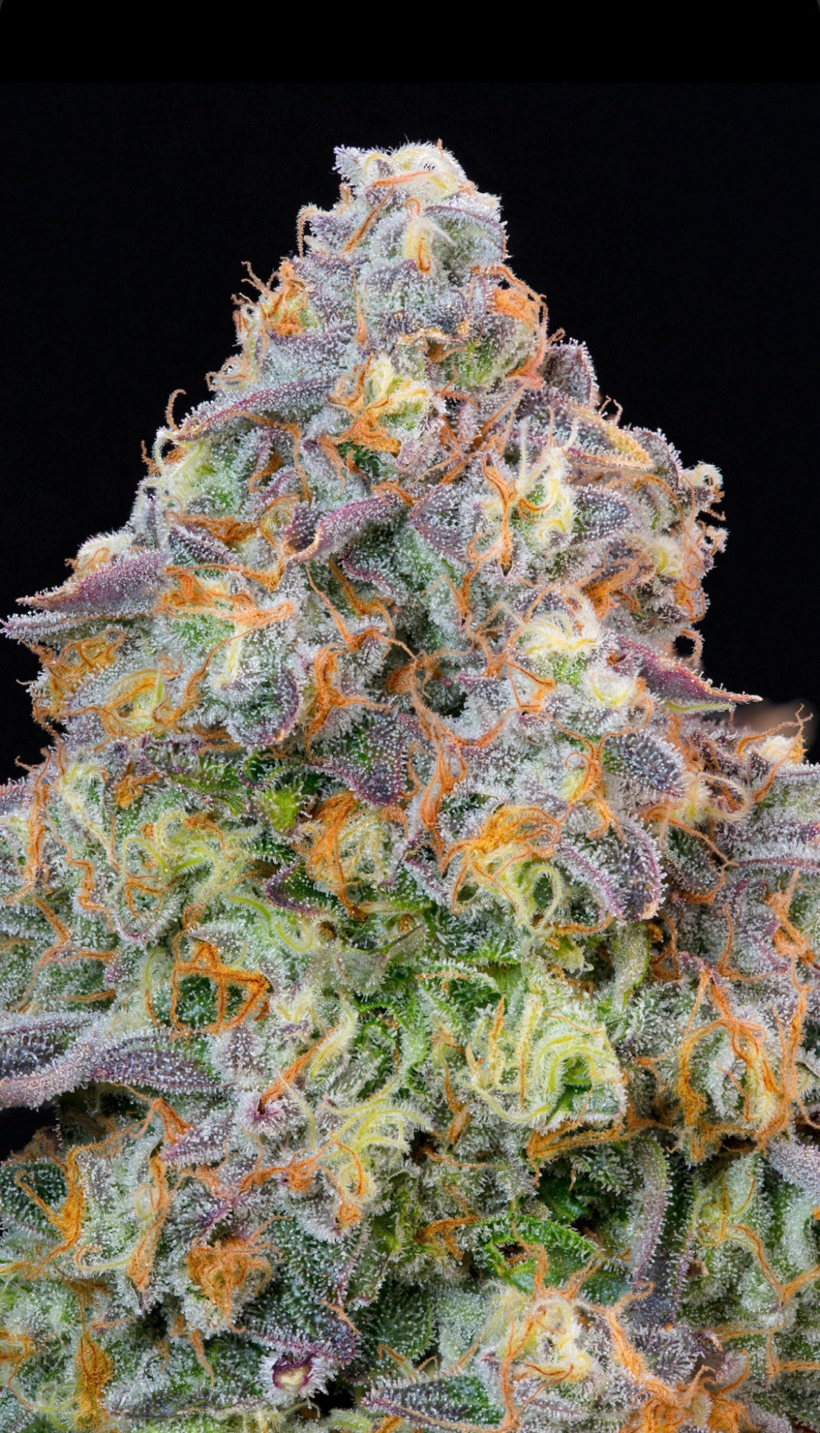 Grounded Genetics - BLUE ZLIME