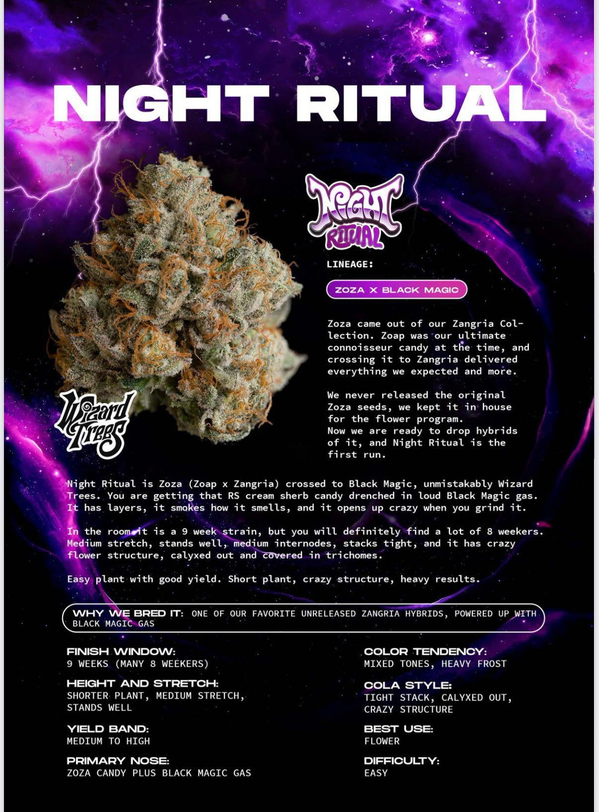 Wizard Tree  - Night Ritual feminisierte Cannabis Samen