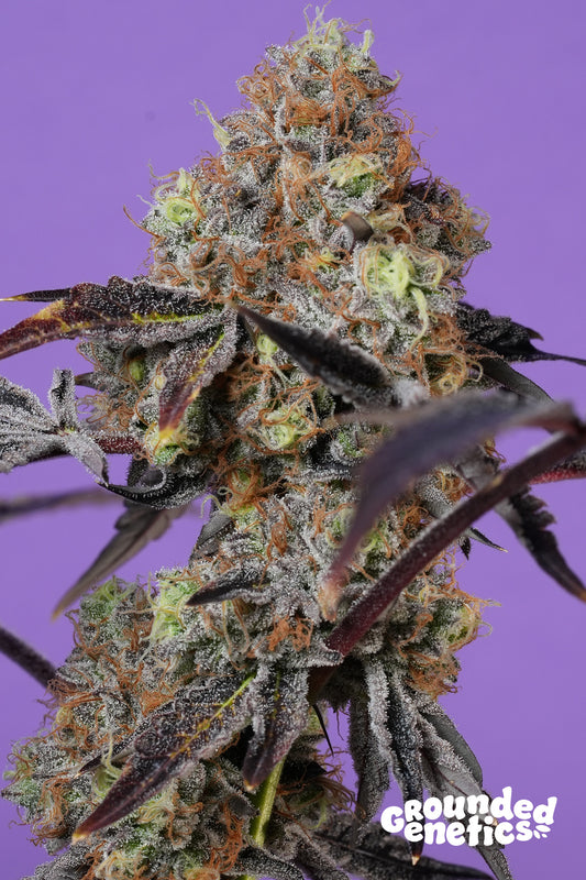 Grounded Genetics - Kawazaki (ZRuntz x Rs11)