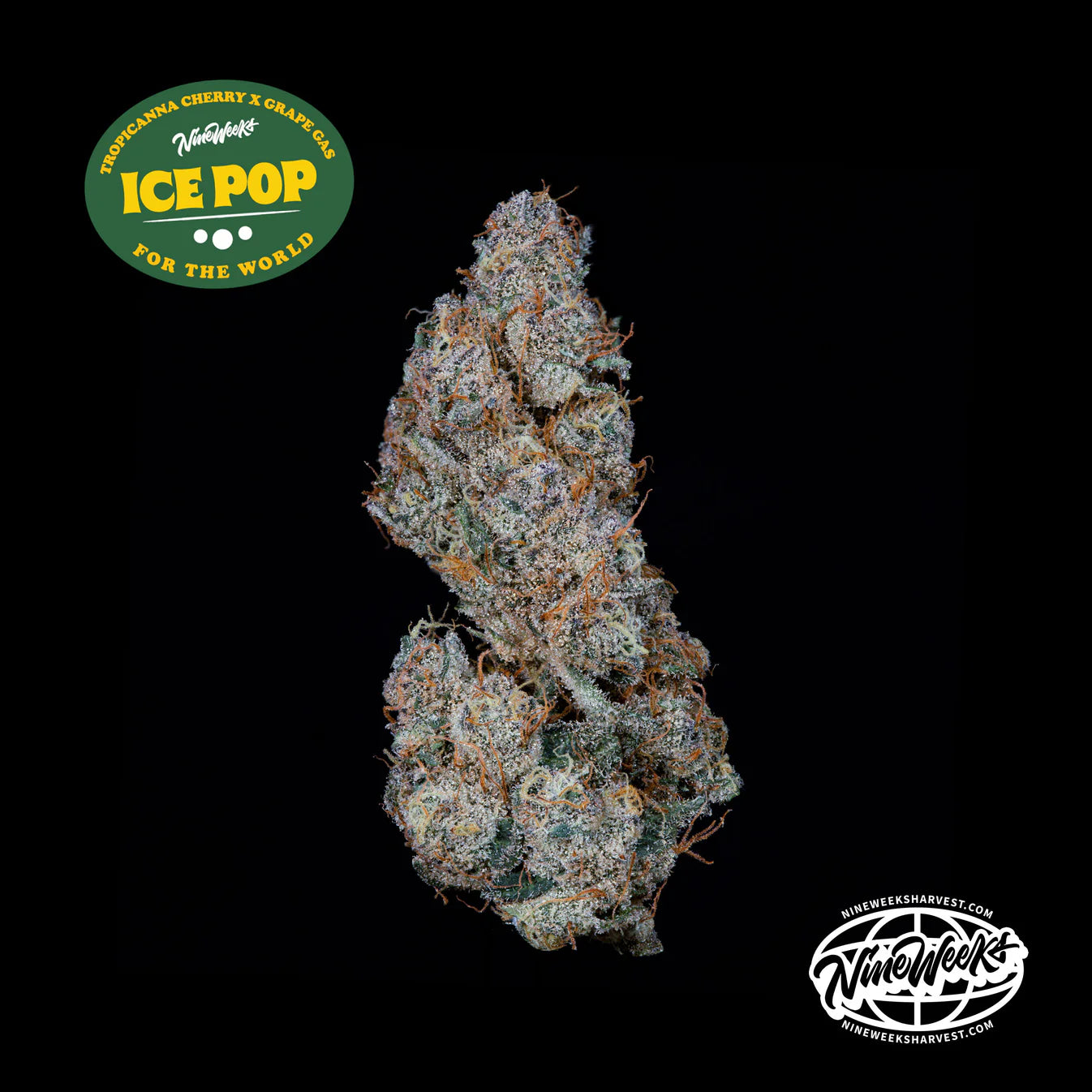 Ice Pop - Nine Weeks Harvest (Trop Cherry x Grape Gas)