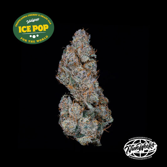 Ice Pop - Nine Weeks Harvest (Trop Cherry x Grape Gas)