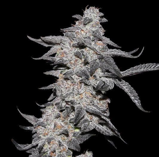 Purple Cherry Popper Feminized Seeds – Elev8 Seeds Genetics