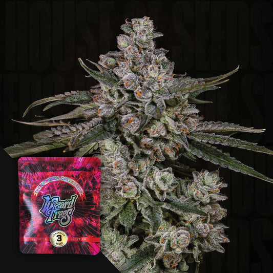 Wizard Tree  - British Delight