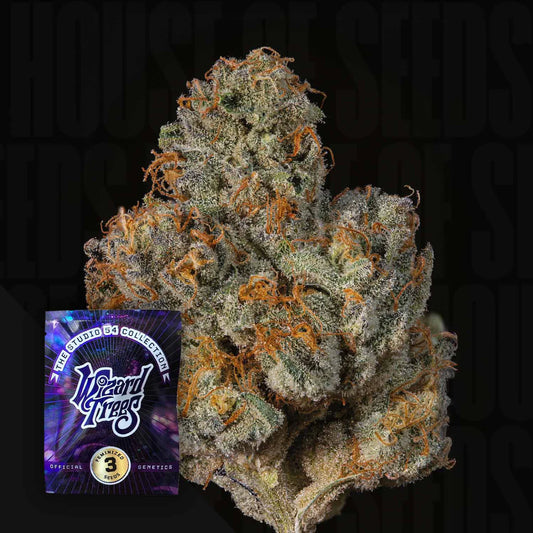 Wizard Tree  - Big Ben
