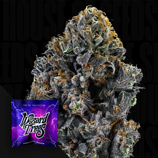 Wizard Tree  - Big Z (Wizzy x Zangria)