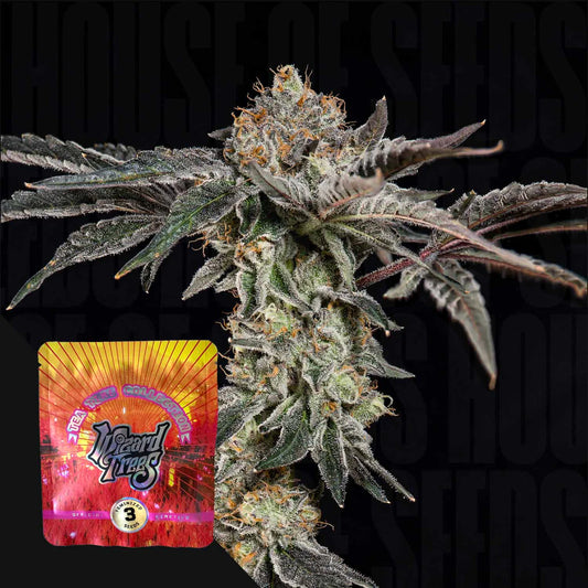 Wizard Tree  - Fine Print (P. Marker X Zangria) x Tea Time)
