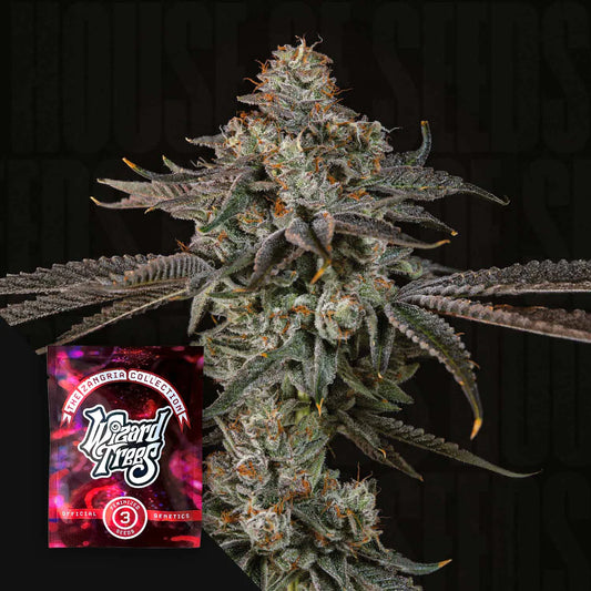 Wizard Tree  - Gas Gimlet