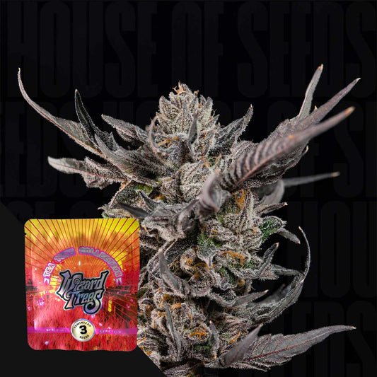 Wizard Tree  - Knightcap (ZorroZ x Tea Time)