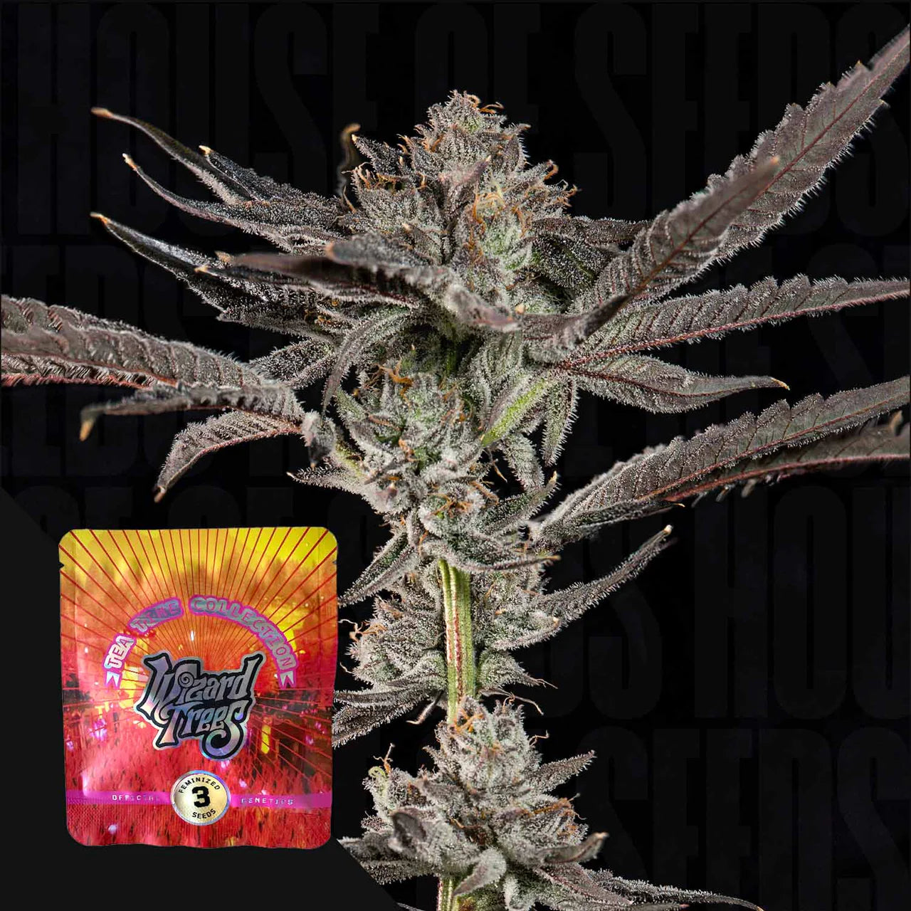 Wizard Tree  - Propa Candy (Blue Nerdz x Tea Time)
