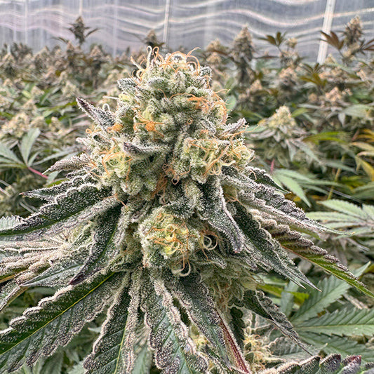The Original Z 3.0 – Regular Terphogz Genetics